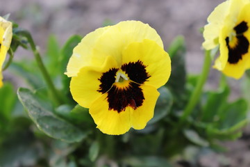 Pansies