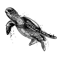 Sea turtle. Realistic, artistic, black and white drawing of a sea turtle on a white background in a watercolor style.