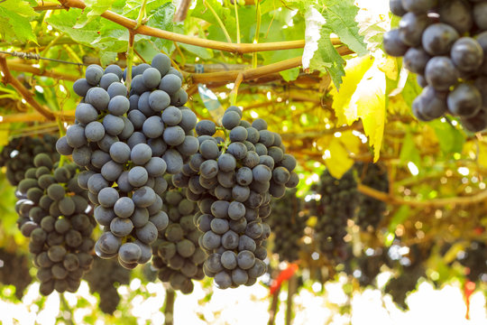 Uva negra colgando en el &aacute;rbol