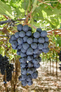 Uva negra colgando en el &aacute;rbol