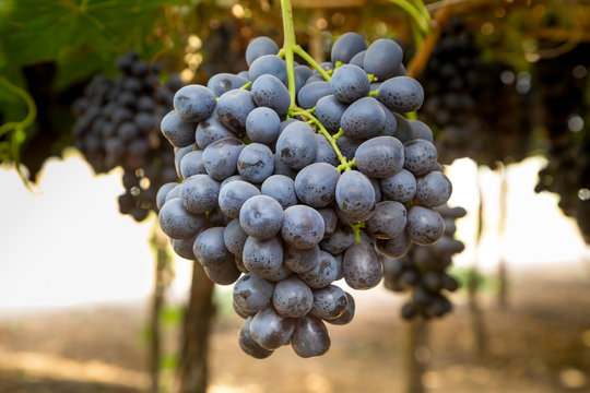 Uva negra colgando en el &aacute;rbol