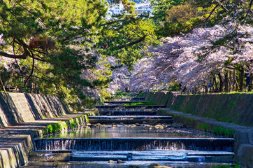 兵庫県西宮市・桜咲く夙川の風景