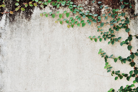 old cement concrete crack wall texture with green leaf © khuruzero