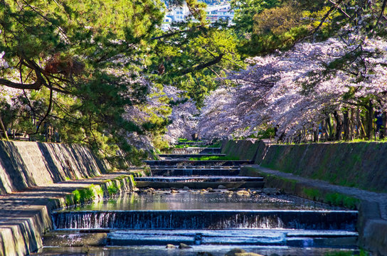 兵庫県西宮市・桜咲く夙川の風景
