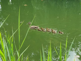A mother duck and her ducklings crossing a road in a line. There are seven ducklings following the...