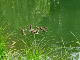 A mother duck and her ducklings crossing a road in a line. There are seven ducklings following the mother.