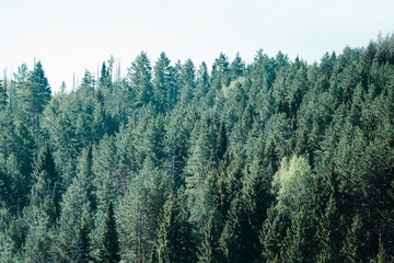 Green trees in a forest of old spruce, fir and pine trees in wilderness of a national park. Sustainable industry, ecosystem and healthy environment concepts and background.