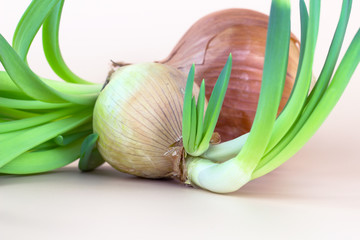 Green onion shoots close up. Sprouted onions on a beige background.