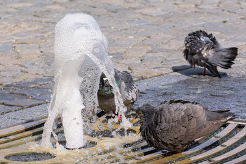 Fototapeta premium Pigeons at a water fountain during hot summer day, selective focus