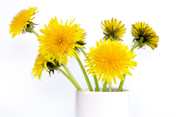 Bouquet of yellow dandelions on a white background.