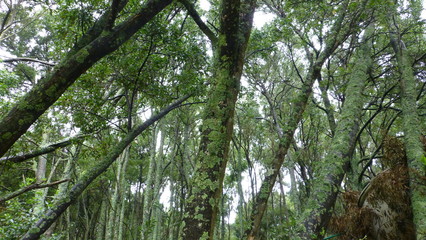 Ons. Island in Rias Baixas. Galicia. Spain