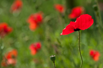Obraz premium closeup of poppies in a meadow at spring