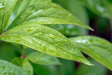 drops of rain on a green leaves on a rainy spring day