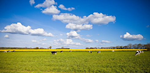 Vache en campagne et champ de colza