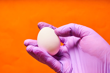 A man's hand in a blue glove holding a chicken egg