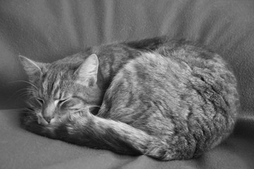 Schlafende Katze, schwarz/weiß