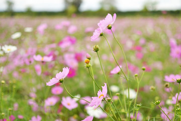 Fototapeta premium cosmos flowers blooming in garden