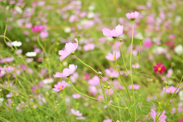 Fototapeta premium cosmos flowers blooming in garden