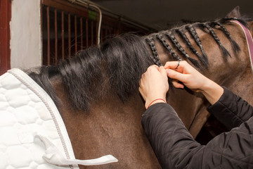 Groomer horse mane braids before competition