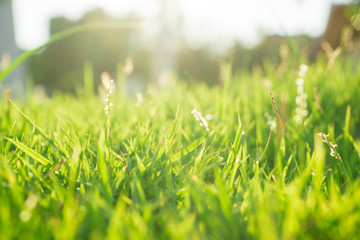 Green flora grass close up sun light with dew water drop