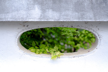 Green leaves in the garden in the morning. Do not focus on objects.