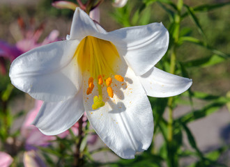 Blooming white lily with yellow stamens close-up.