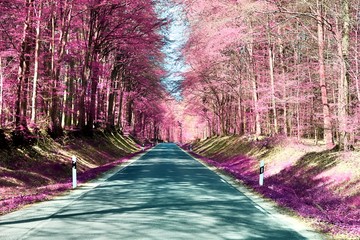 Beautiful and colorful fantasy landscape in an asian purple infrared photo style