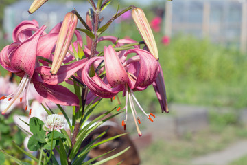 Large beautiful pink lilies in the foreground.