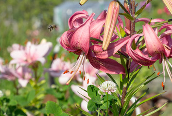 A bee flies to collect pink lily nectar. The garden grows many beautiful lilies of different species.