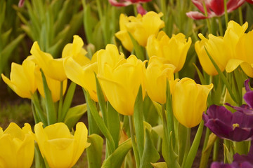 closeup of yellow tulips in garden