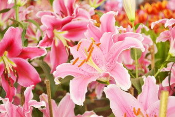 closeup of pink lilly in garden