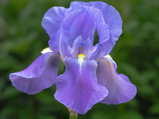 Closeup of a beautiful purple iris flower