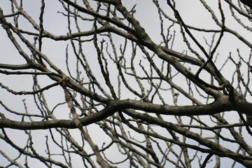 Fototapeta na wymiar South of France - Close up of bare branches of a fig tree on a cloudy winter day