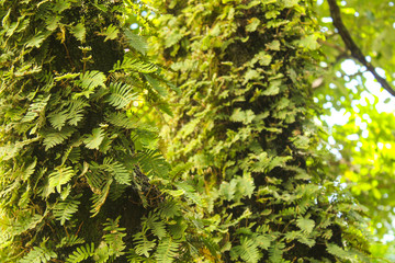 Folhas Árvore Natureza Natural Verde Luz do Sol Clareira