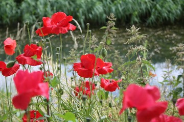 Obraz premium Holandia - Czerwone maki nad kanałem w pochmurny dzień