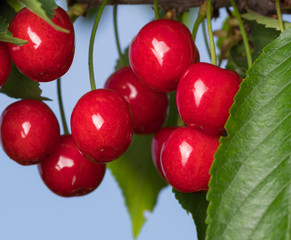 Ripe sweet cherry grows in a garden on a tree on a branch close up