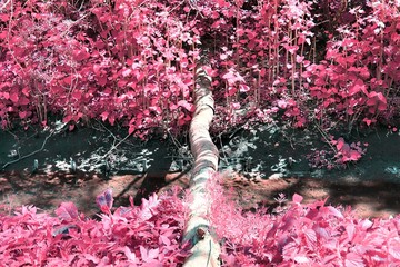 Beautiful and colorful fantasy landscape in an asian purple infrared photo style