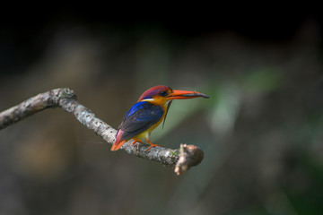 Black-backed Kingfisher, Oriental Dwarf Kingfisher