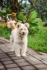 Adorable fluffy white dog with pet tag, on concrete sidewalk next to green grass.