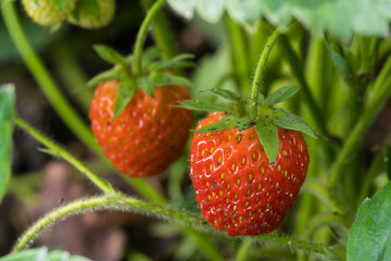 Ripe strawberries growing in the garden on a plant on a branch close up.