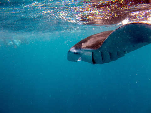 Snorkling with Manta RAy