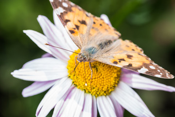 A beautiful orange brown butterfly sits on a flower with a yellow middle.
