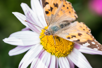 A beautiful orange brown butterfly sits on a flower with a yellow middle.