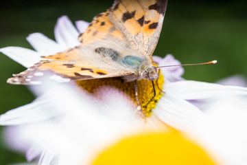 A beautiful orange brown butterfly sits on a flower with a yellow middle.