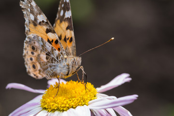 A beautiful orange brown butterfly sits on a flower with a yellow middle.