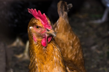 Portrait of a hen chicken in a henhouse close-up