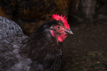 Portrait of a hen chicken in a henhouse close-up
