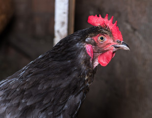 Portrait of a hen chicken in a henhouse close-up