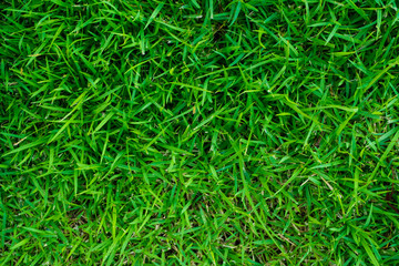 Green grass texture freshness background