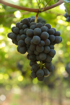 Uva negra en la parra